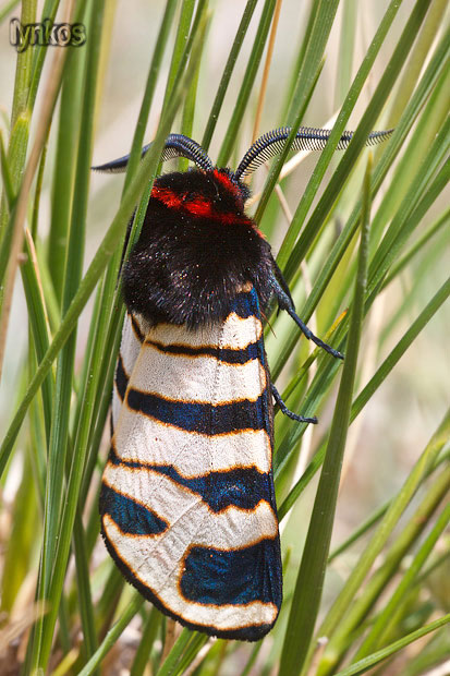 Arctia festiva in deposizione